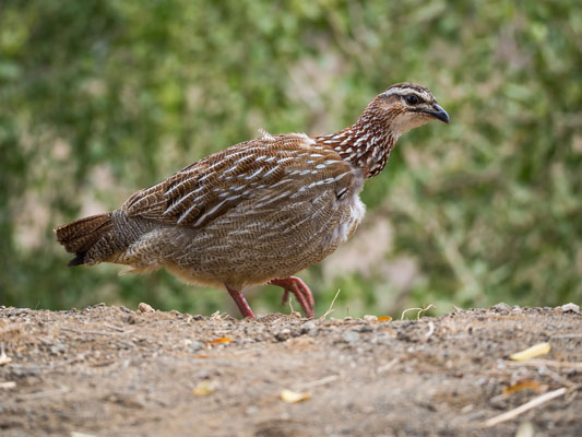 francolin