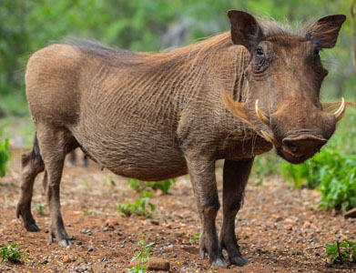 Warthog in its natural environment